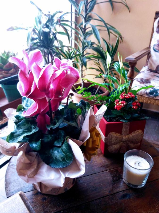 "La Maison Del Corso" Hospitality 比萨 外观 照片